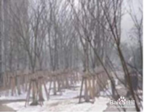 草皮,鋪設,注意事項