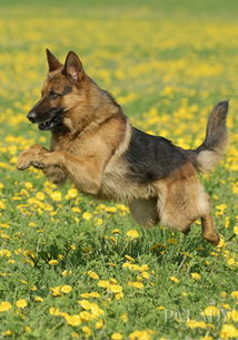 牧羊犬,德國(guó),注意事項(xiàng)