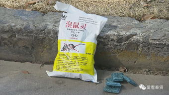 投放,注意事項(xiàng),老鼠藥