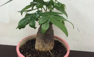 花盆,注意事項(xiàng),發(fā)財(cái)樹(shù)