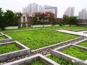 屋頂,綠化,注意事項(xiàng),設(shè)計(jì)