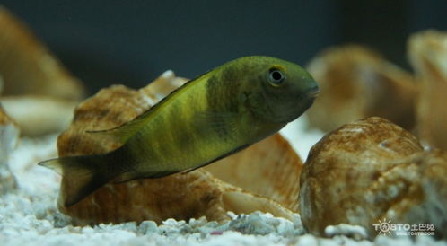 熱帶魚飼養(yǎng)注意事項(xiàng),熱帶魚加水注意事項(xiàng),熱帶魚養(yǎng)殖方法和注意事項(xiàng)