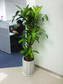 花卉,注意事項,租擺