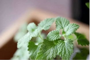 貓薄荷注意事項