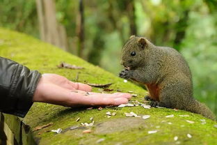 以保護(hù)野生動(dòng)物為主題的活動(dòng),保護(hù)野生動(dòng)物的活動(dòng)設(shè)計(jì)方案,關(guān)于保護(hù)野生動(dòng)物的活動(dòng)主題