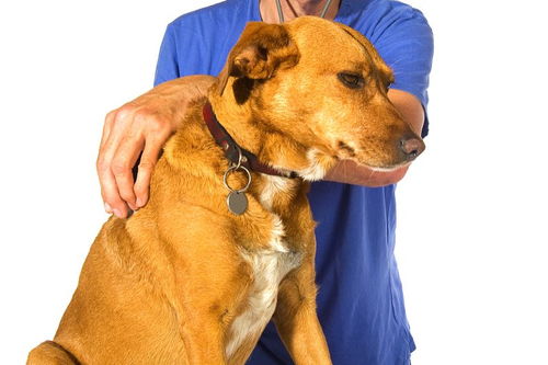 養(yǎng)狗狗的注意事項(xiàng),狗狗懷孕注意事項(xiàng),狗狗驅(qū)蟲注意事項(xiàng)