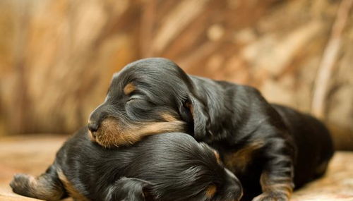 狗狗,到家,注意事項(xiàng)