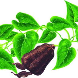 補骨脂泡水喝注意事項,西洋參片泡水喝的注意事項,木棉花泡水喝的注意事項