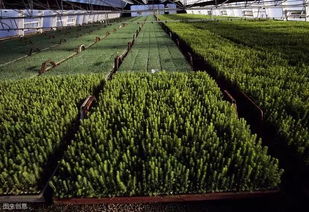 購買苗木注意事項