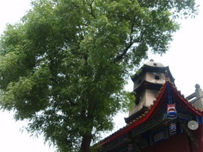 遂寧,故里,觀音,注意事項(xiàng)