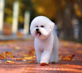 比熊生產(chǎn)注意事項(xiàng),比熊喂養(yǎng)注意事項(xiàng),比熊髕骨脫位注意事項(xiàng)