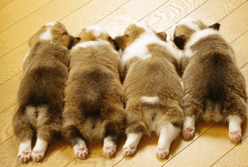 個(gè)月,小狗,注意事項(xiàng)