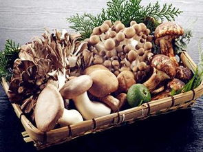 菌類食物的食用注意事項(xiàng)