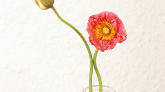 花卉移植注意事項(xiàng),秋季移植榆樹(shù)注意事項(xiàng),秋季移植桃樹(shù)注意事項(xiàng)