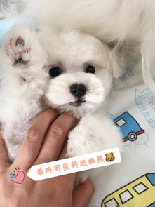 空運(yùn),注意事項(xiàng),買(mǎi)狗,網(wǎng)上