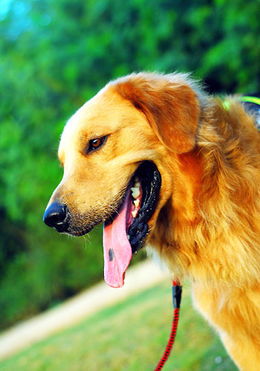 哮喘,注意事項,金毛