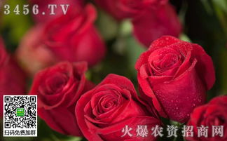 玫瑰花,養(yǎng)殖,注意事項(xiàng),冬天