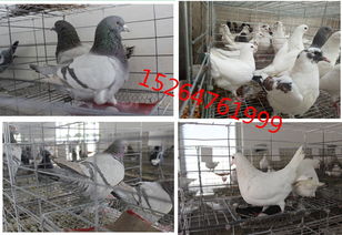 鴿子抱窩注意事項(xiàng)