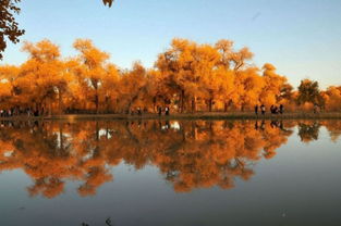 額濟納旗胡楊林旅游注意事項