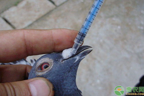 鴿子做了疫苗注意事項(xiàng)