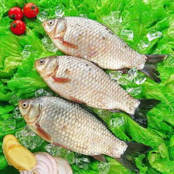 家里養(yǎng)鯽魚注意事項(xiàng)