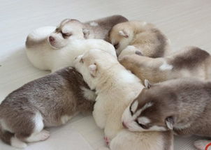 喂養(yǎng),幼犬,注意事項