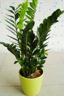 注意事項,金錢,樹打根