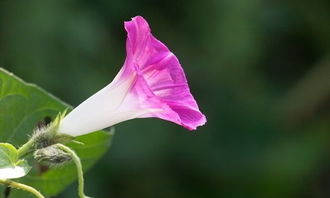 牽?；ǖ酿B(yǎng)殖方法和注意事項