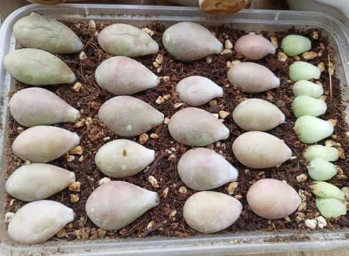 出芽,葉片,注意事項