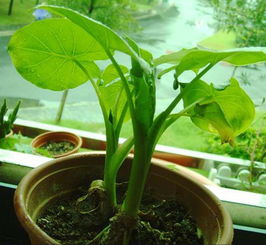 滴水觀音栽培方法和注意事項