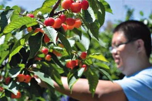 蒙自,采摘,櫻桃,注意事項(xiàng)