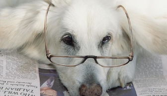 月經(jīng),小狗,注意事項(xiàng)