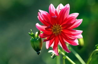 小麗花的養(yǎng)殖方法和注意事項(xiàng),小麗花的養(yǎng)殖方法和注意事項(xiàng)有哪些,盆栽小麗花的養(yǎng)殖方法和注意事項(xiàng)