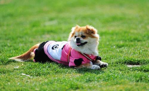 購買狗狗需要注意事項(xiàng)