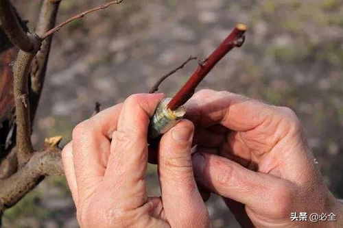 嫁接后注意事項