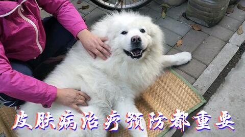 注意事項,薩摩耶,剃毛