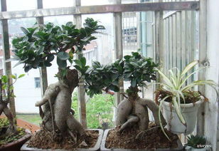 求人參榕的養(yǎng)殖方法和注意事項