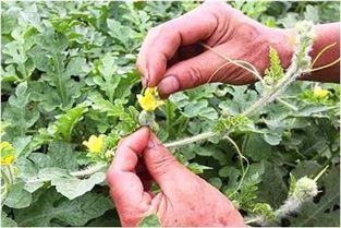 植物雜交授粉注意事項(xiàng),黃瓜雜交授粉注意事項(xiàng),西瓜授粉注意事項(xiàng)