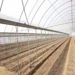 大棚,注意事項(xiàng),蔬菜,結(jié)構(gòu)