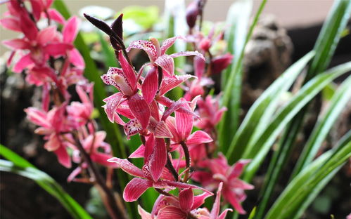 墨蘭開花的注意事項