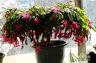 木麒麟的養(yǎng)殖方法和注意事項(xiàng),麒麟的養(yǎng)殖方法和注意事項(xiàng),彩麒麟的養(yǎng)殖方法和注意事項(xiàng)