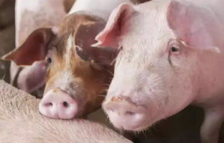 打豬口蹄疫苗注意事項(xiàng)