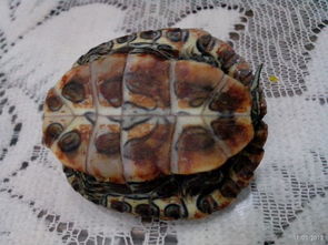 注意事項,小烏龜,cm