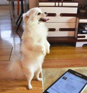 配種,注意事項,博美