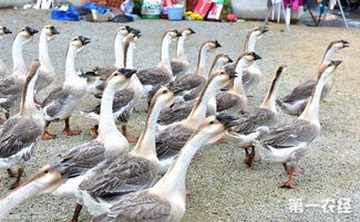 放牧,注意事項(xiàng)