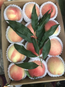 櫻桃采摘注意事項,采摘草莓注意事項,番茄采摘注意事項