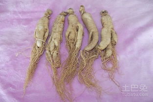 朝白參注意事項(xiàng)