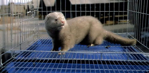 水貂交配注意事項