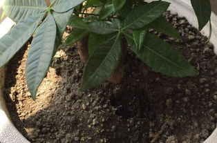 發(fā)財(cái)樹(shù)換花盆注意事項(xiàng)