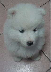 養(yǎng)薩摩耶的注意事項,薩摩耶洗澡注意事項,薩摩耶幼犬注意事項